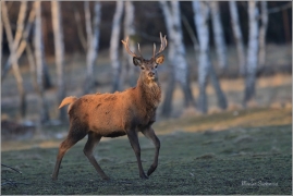 <p>JELEN LESNÍ (Cervus elaphus) obora Rumburk / Red deer / Rothirsch</p>